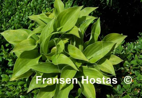 Hosta Citratini